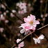 1122 冬桜・鬼石-桜山公園-2.jpg