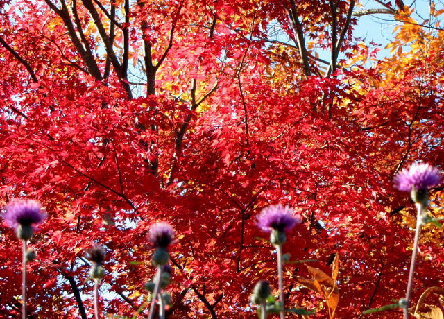 2012.11.20Ａ -  002　鬼石・桜山公園.JPG