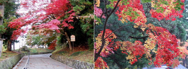中尊寺1・入口鳥居付近から・途中の紅葉 (1280×476).jpg