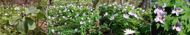 十和田湖畔の花 5月上旬.jpg