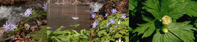 奥入瀬・銚子大滝付近の花.jpg
