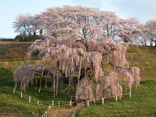 三春滝桜　-1.jpg