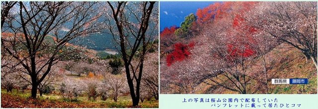 鬼石・冬桜 (1280×340).jpg