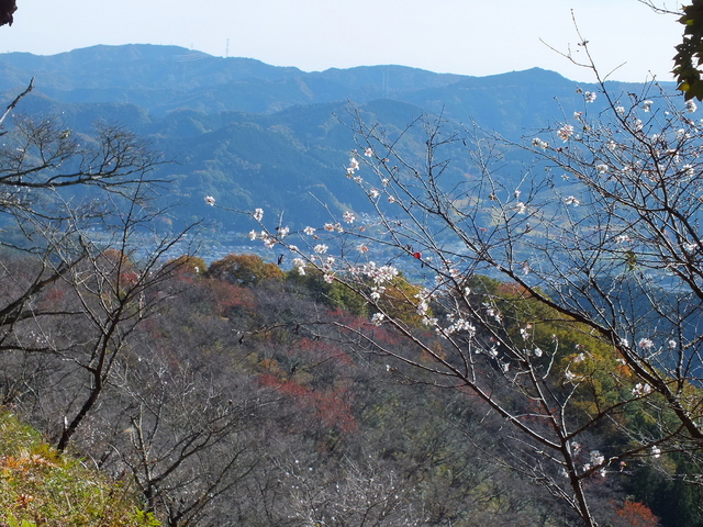 14.11.16 B - 033 鬼石「桜山公園」.jpg