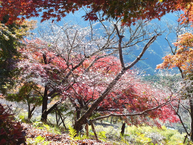14.11.16 B - 035 鬼石「桜山公園」.jpg