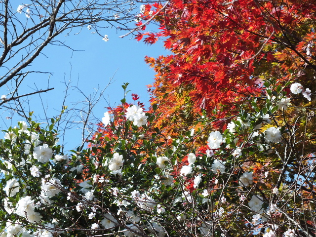 14.11.16 B - 064 鬼石「桜山公園」.jpg