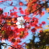 14.11.16 B - 069 鬼石「桜山公園」.jpg
