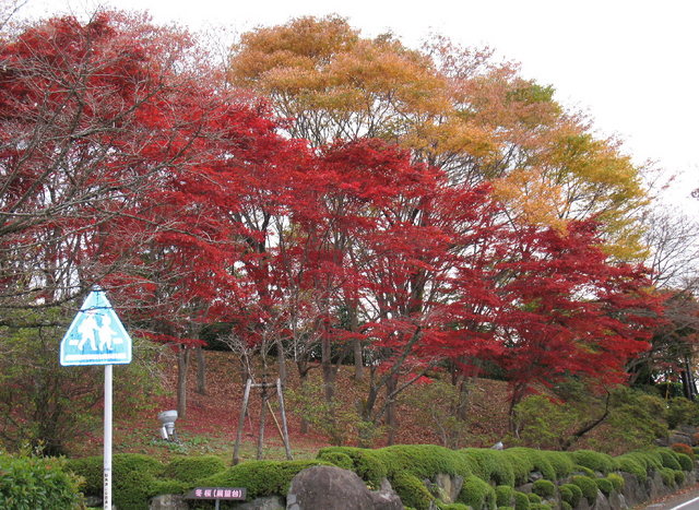 2014.11.06 Ｂ004 鬼石「桜山公園」.jpg