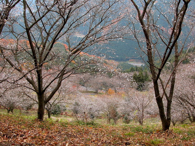 02.11.22 冬桜・鬼石-桜山公園-04.jpg
