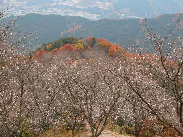 02.11.22 冬桜・鬼石-桜山公園-06.jpg