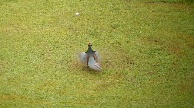 2016.05.27 【小貝川キジ】 004 A 高鳴き.JPG