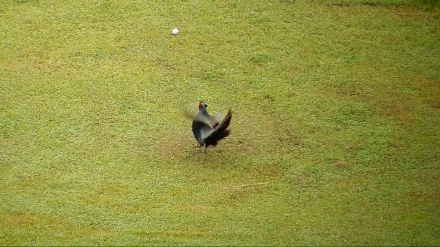 2016.05.27 【小貝川キジ】 005 A 高鳴き.JPG