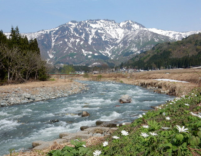 2015.04.28G _125 故郷の春 【アズマイチゲと清流と八海山】銘酒は此処で生れる.jpg
