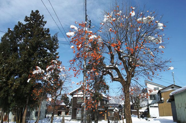 初雪の柿の木 - 智通'Page