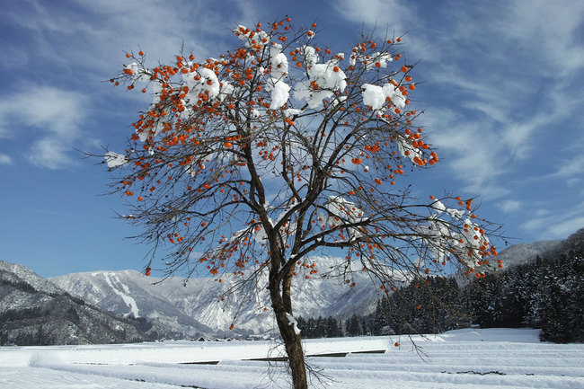 初雪の柿の木 - 智通'Page